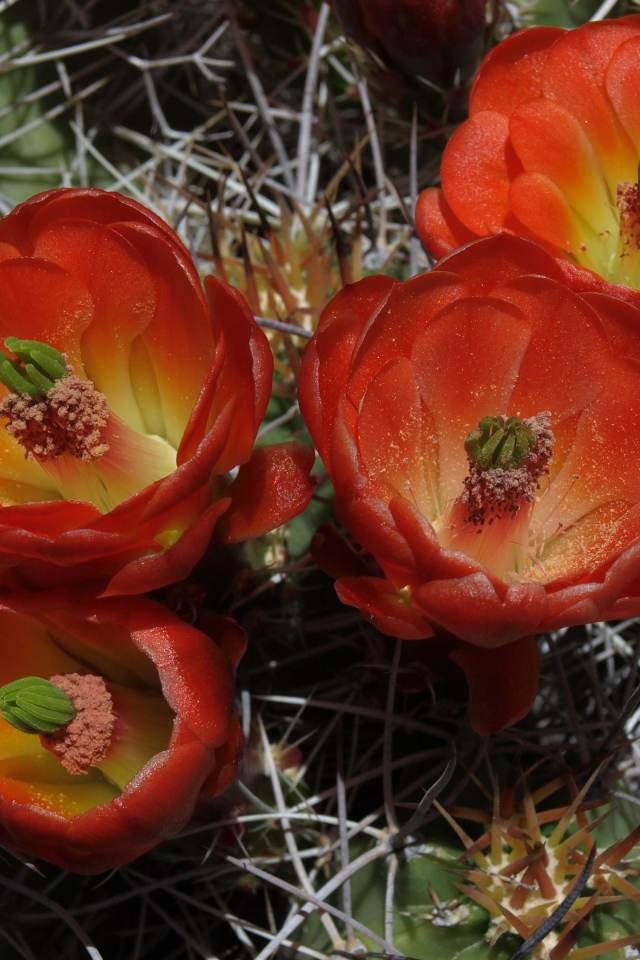 Красивые красные цветы колючего кактуса крупным планом