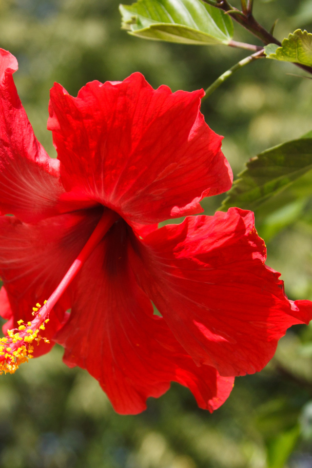 Красивый красный цветок гибискуса в лучах солнца