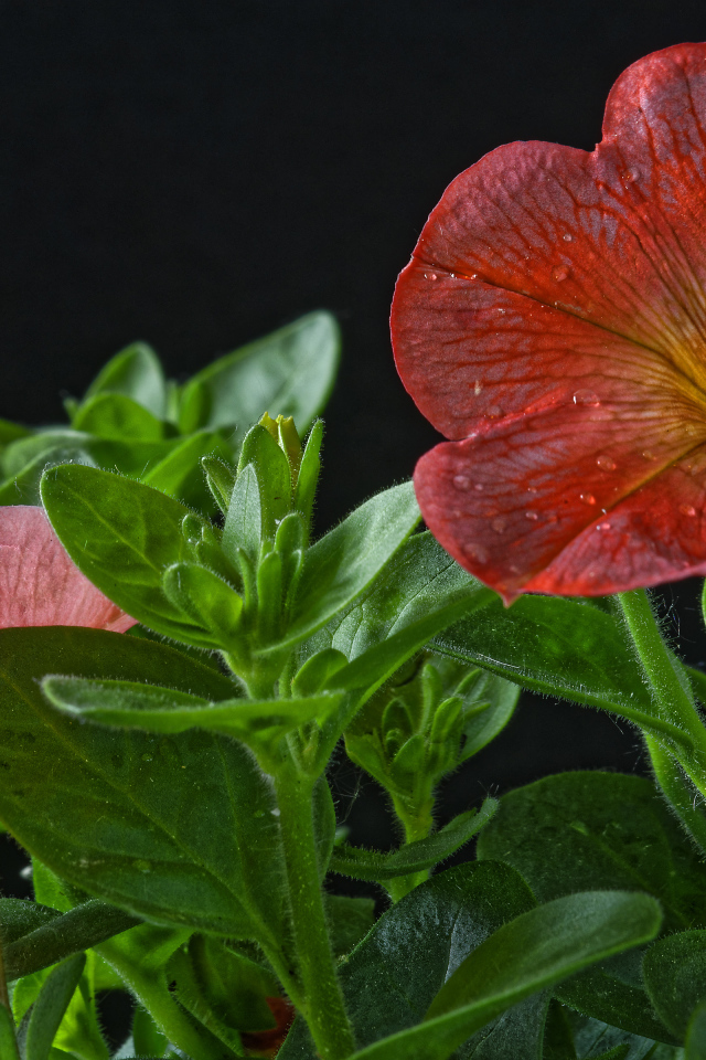 Красивая красная петуния с бутонами на черном фоне