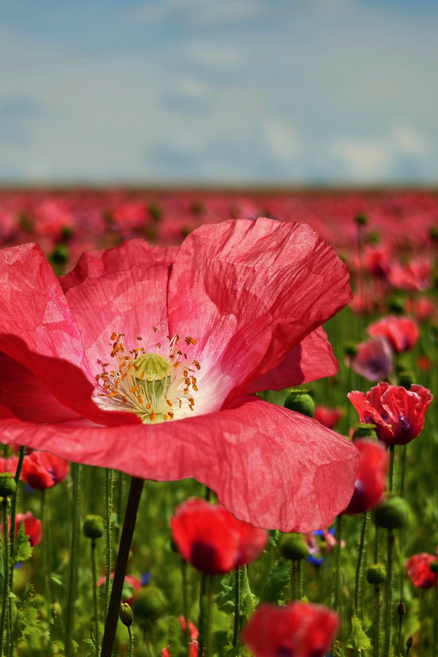 Красивый красный мак на поле крупным планом