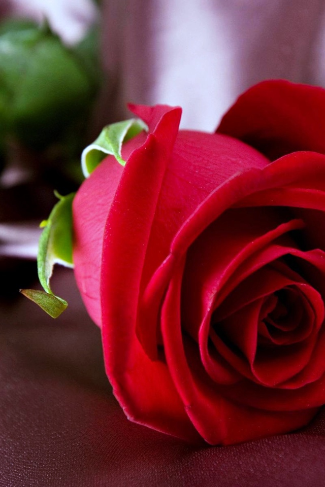 Красивая красная роза лежит на ткани 
