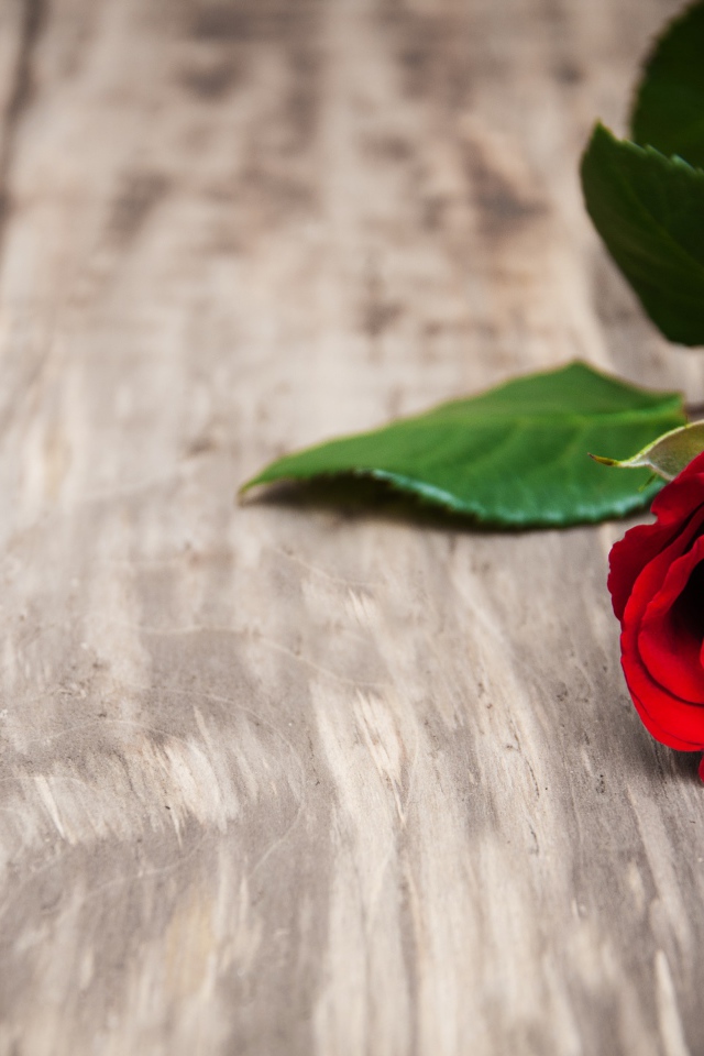 Красивая красная роза на деревянной поверхности 