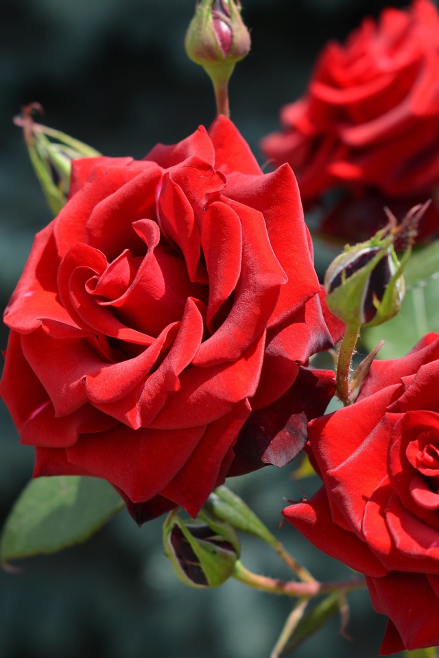 Красивые красные розы с бутонами в лучах солнца