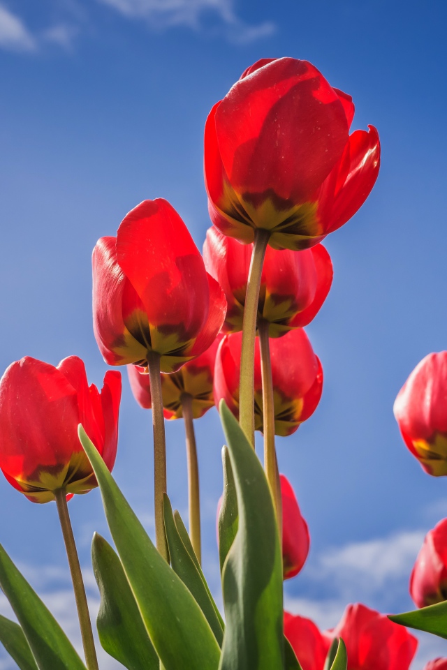 Красивые красные тюльпаны на фоне голубого неба 