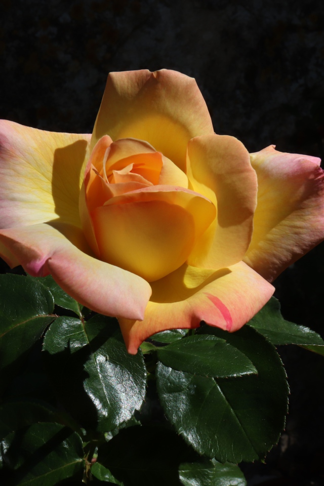 Красивая роза с зелеными листьями на клумбе крупным планом 