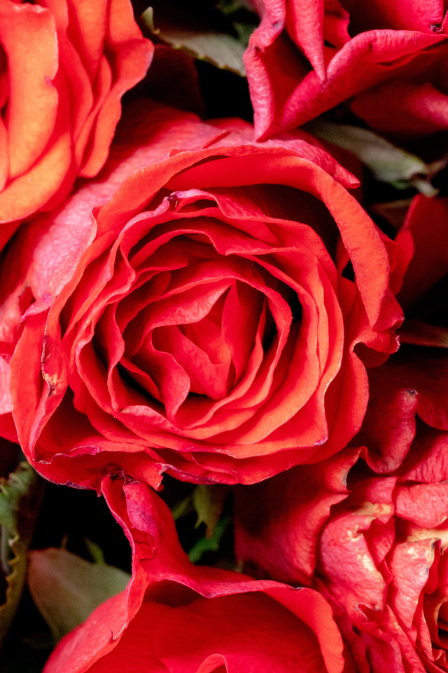 Красивые розы с розовыми лепестками крупным планом