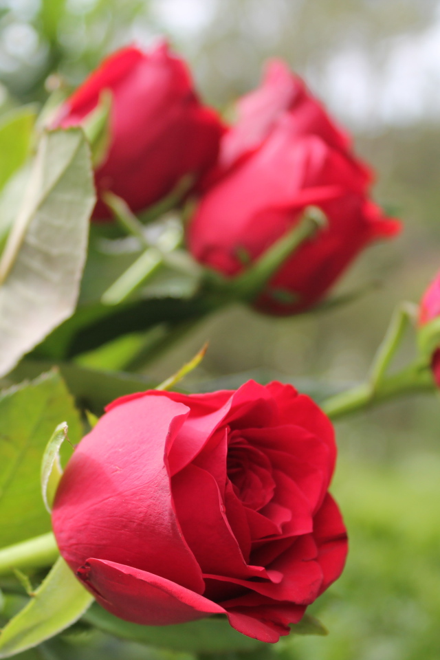 Красивые алые английские розы 