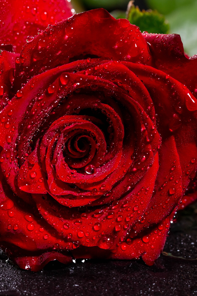 Красивая алая роза в каплях воды на асфальте