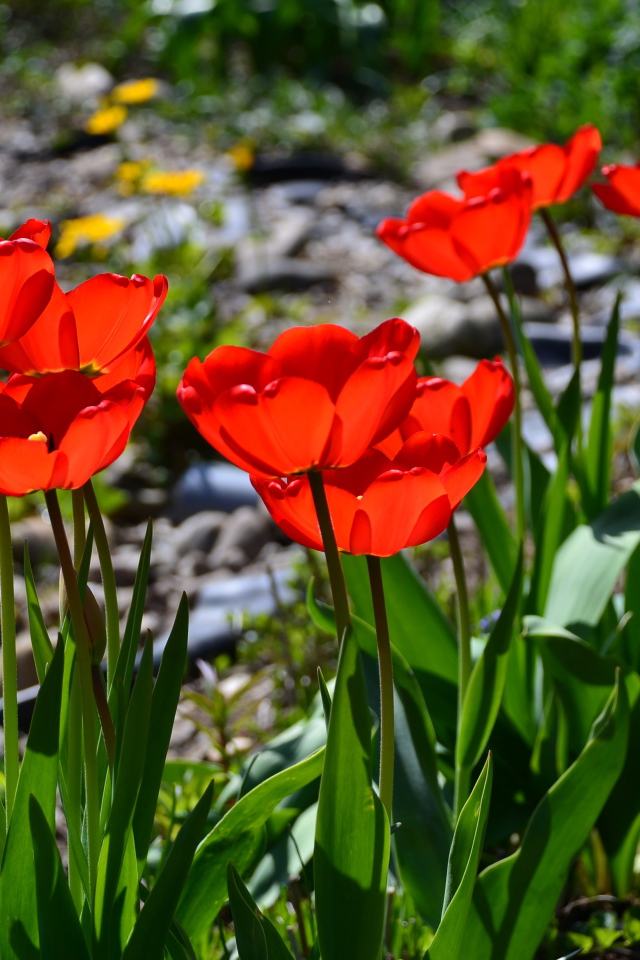 Красивые алые тюльпаны в лучах солнца на клумбе