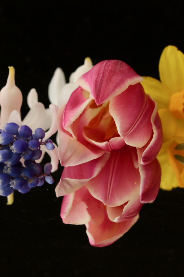 Красивые весенние цветы на черном фоне крупным планом