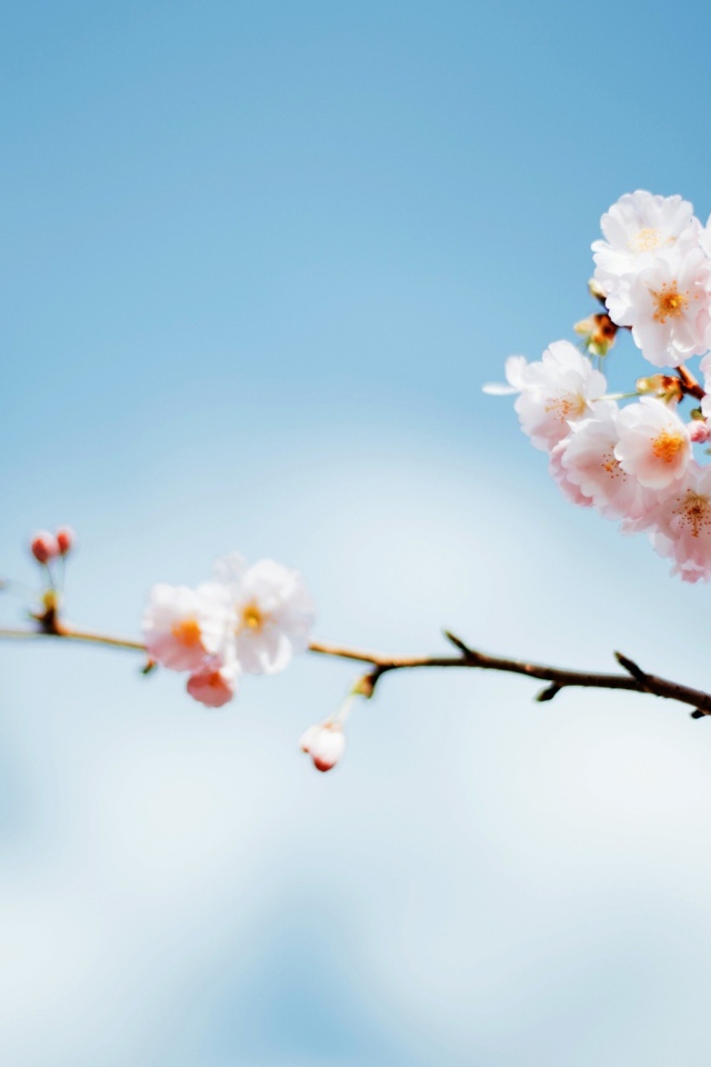 Красивые весенние розовые цветы на ветке дерева на фоне голубого неба