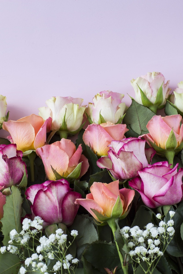 Красивый нежный букет разноцветных роз на сиреневом фоне