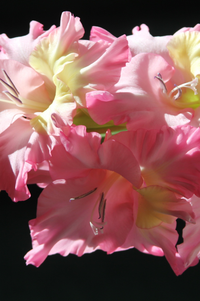 Красивые нежные розовые гладиолусы на черном фоне