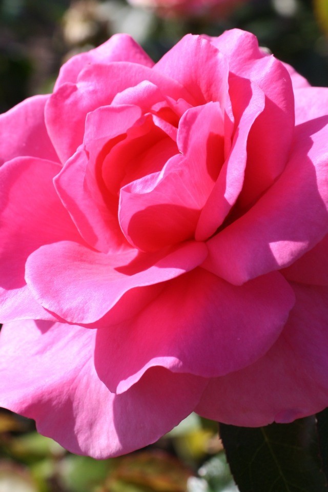 Красивая нежная розовая роза в лучах солнца на клумбе 