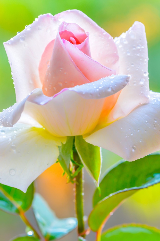 Красивая нежная розовая роза в каплями на лепестках 