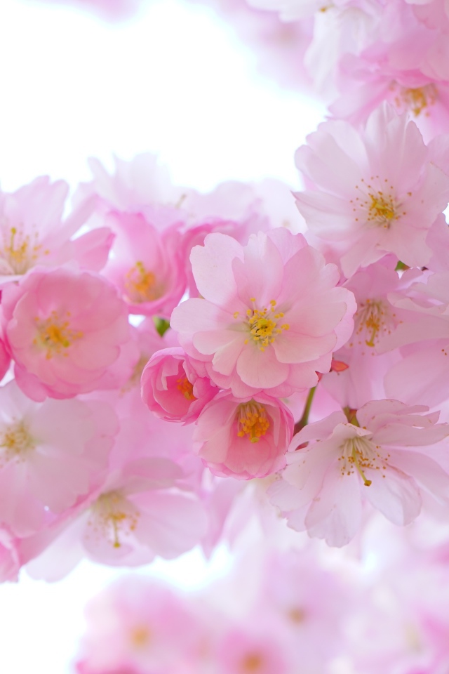 Красивые нежные розовые весенние цветы луизеания