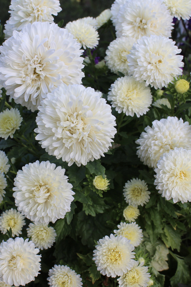 Красивые белые астры на клумбе 