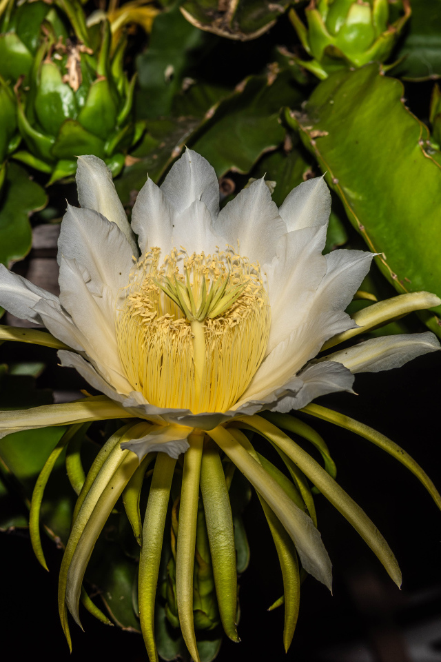 Красивый белый цветок кактуса крупным планом