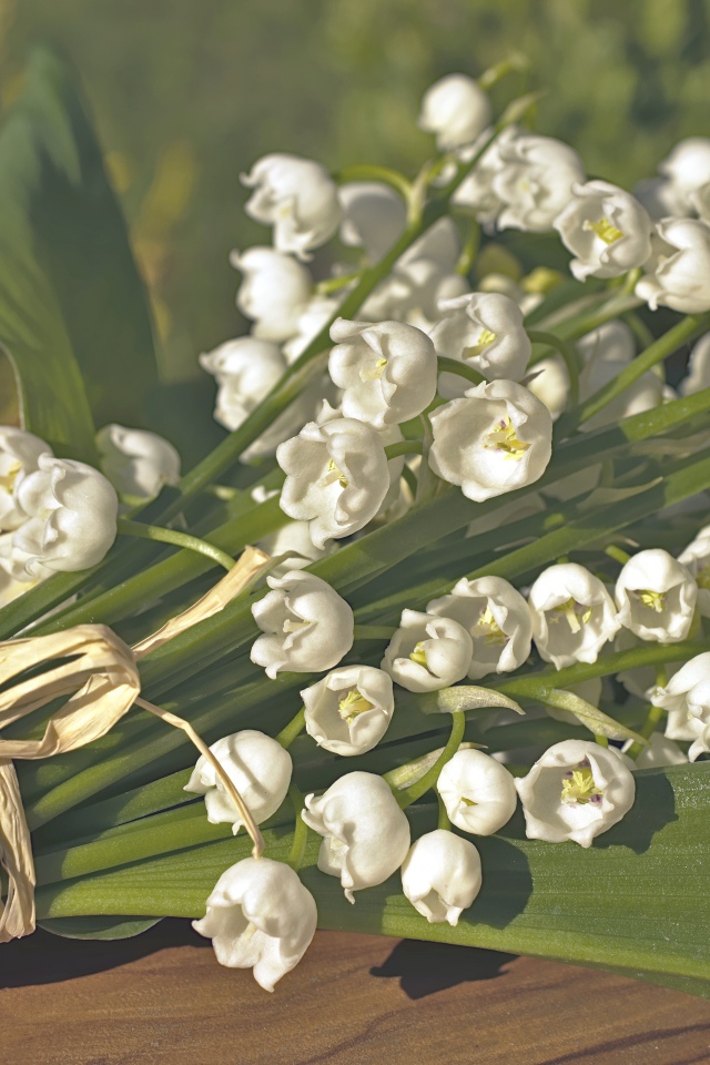 Красивые белые ландыши с зелеными листьями