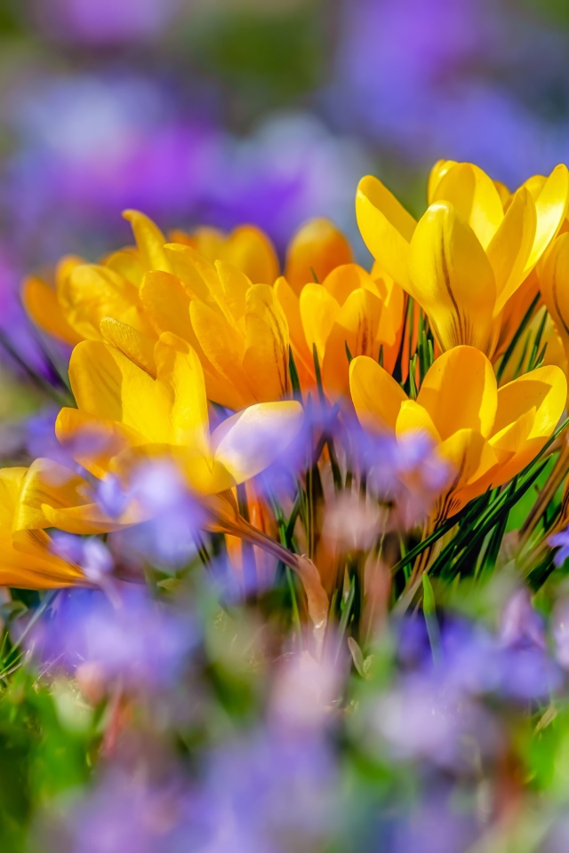 Красивые желтые крокусы весной 