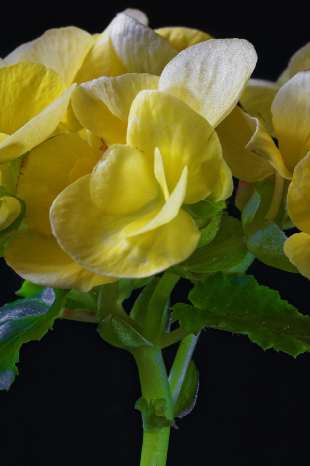 Красивый желтый комнатный цветок бегония на черном фоне