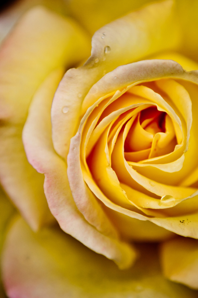 Красивая желтая роза крупным планом 