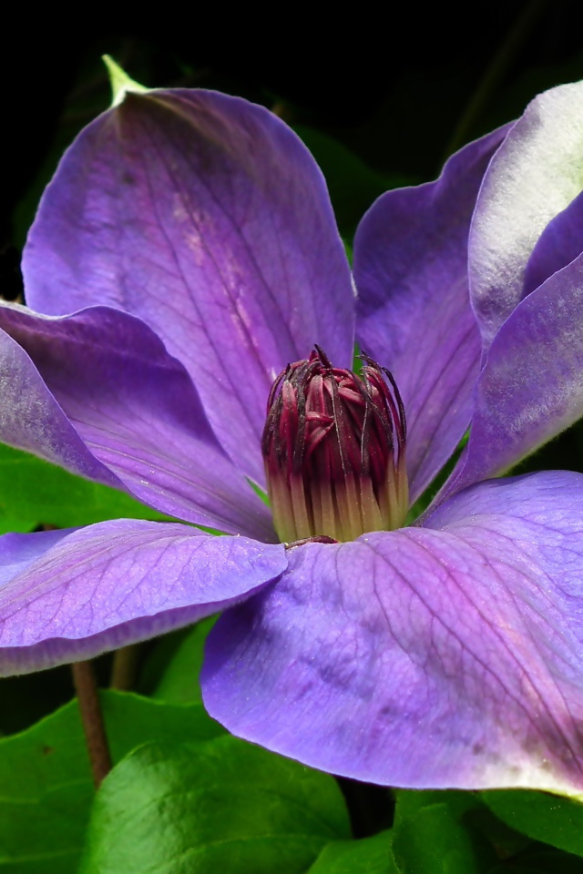 Большой красивый сиреневый цветок клематиса в зеленых листьях