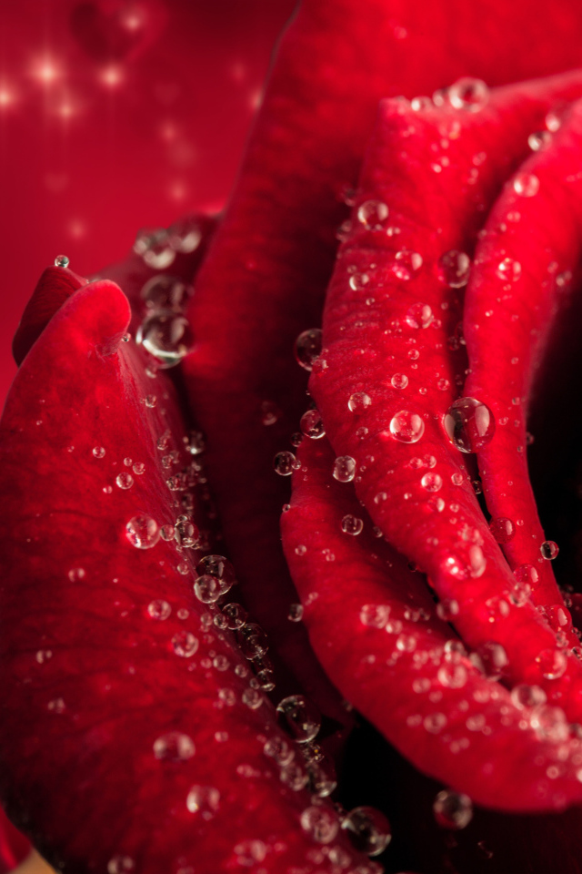 Большая крупная роза в каплях розы 