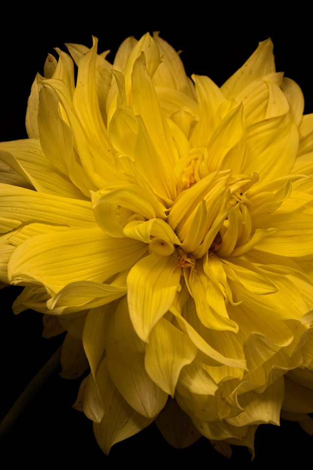 Большой желтый цветок георгины на черном фоне