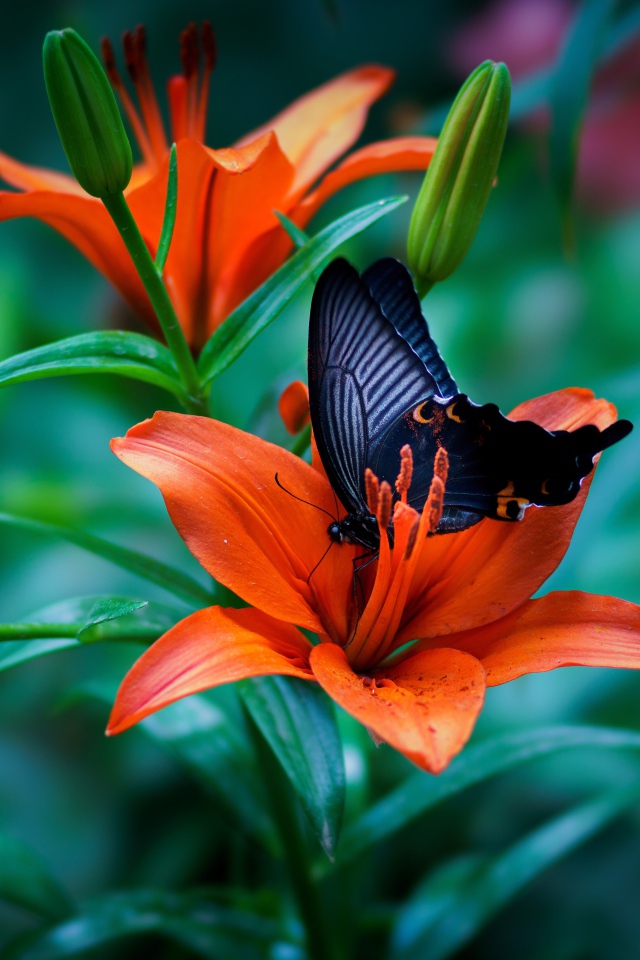 Черная бабочка сидит на оранжевой лилии 