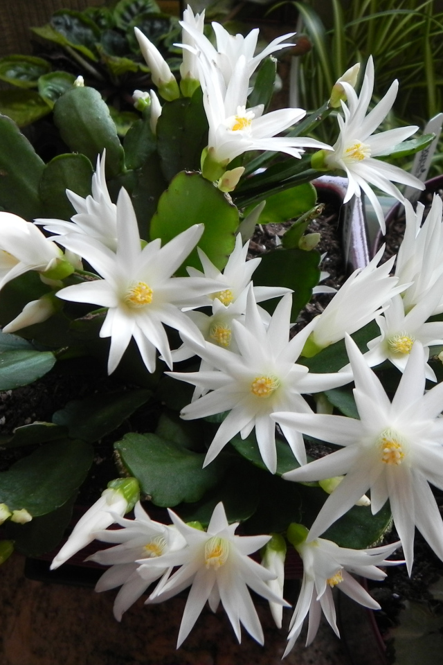 Цветущий белыми цветами комнатный цветок декабрист