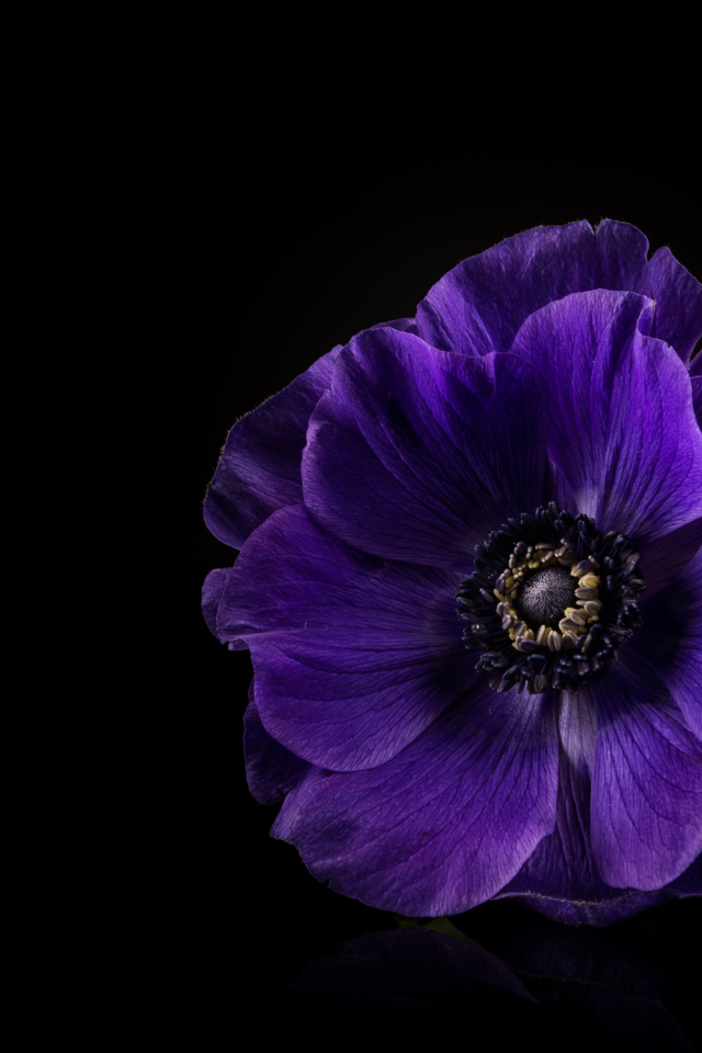 Синий цветок анемона на черном фоне крупным планом