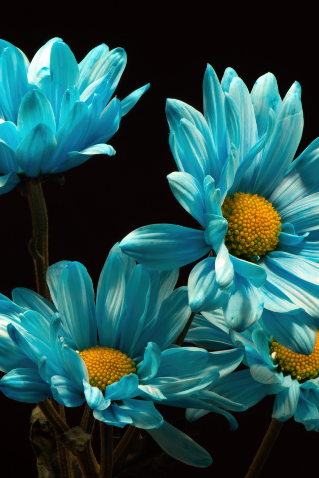 Синие хризантемы на черном фоне