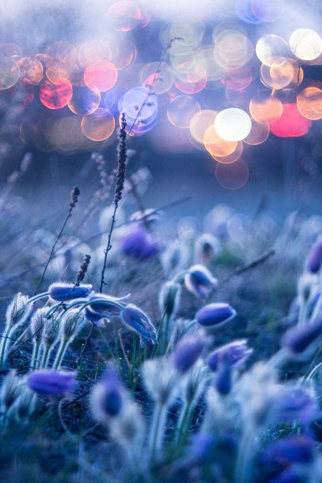 Голубые цветы прострела гнутся от ветра