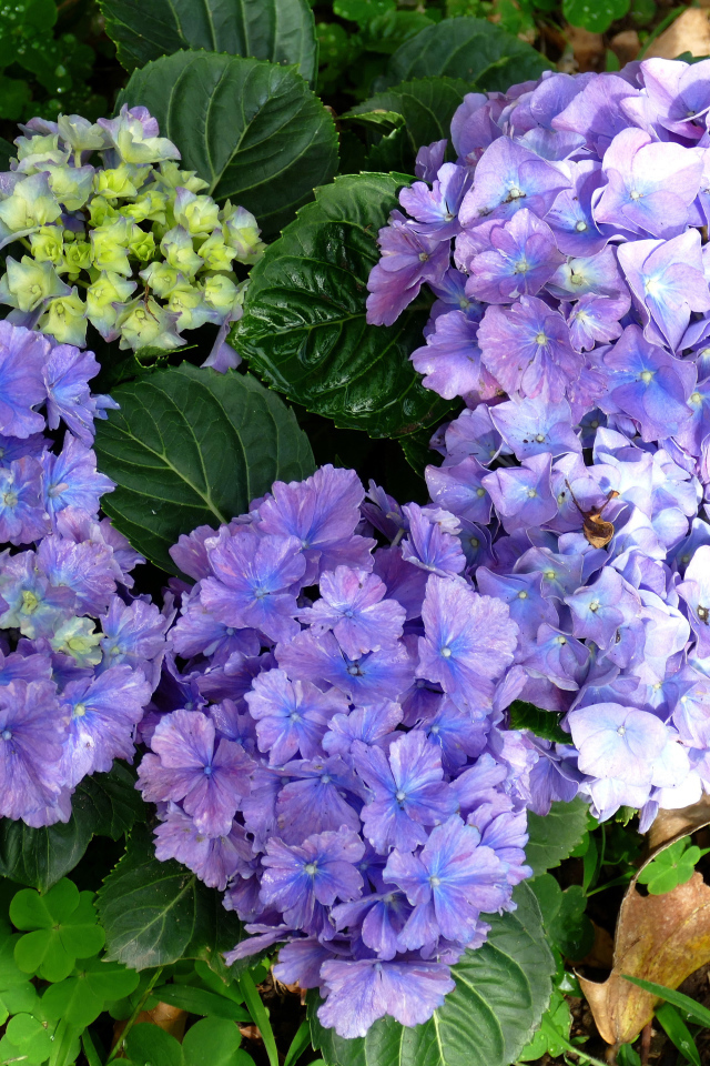 Голубые цветы гортензии с зелеными листьями