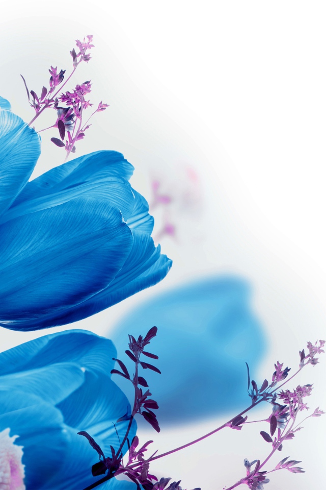 Голубые тюльпаны на белом фоне 