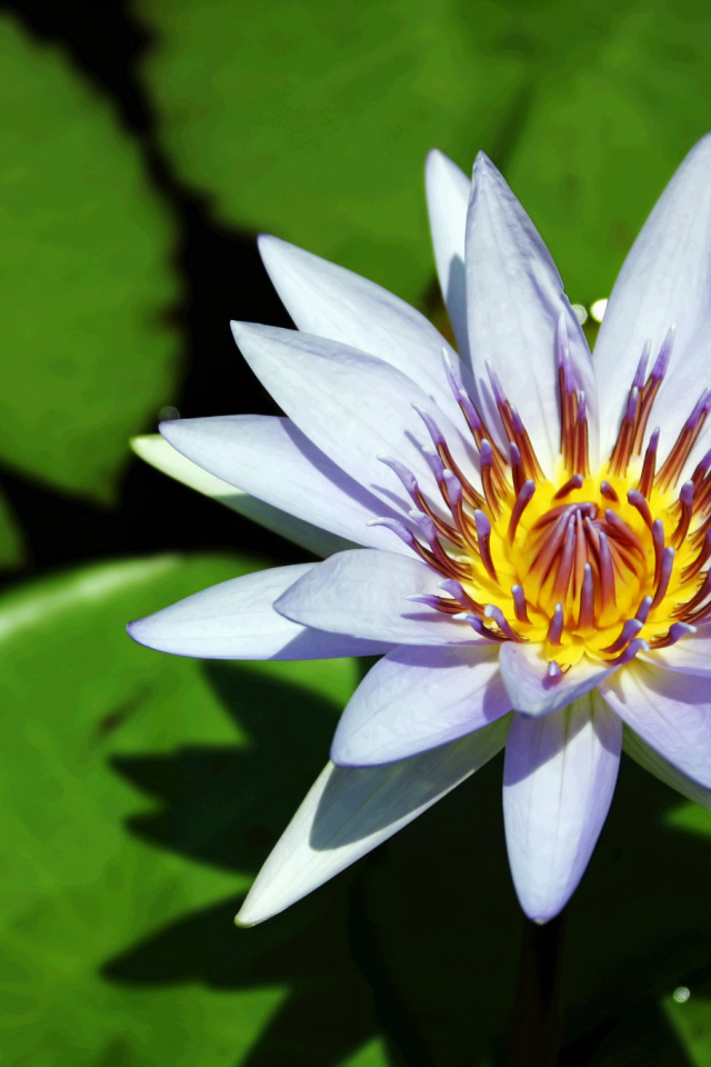 Синяя водяная лилия с зелеными листьями в воде