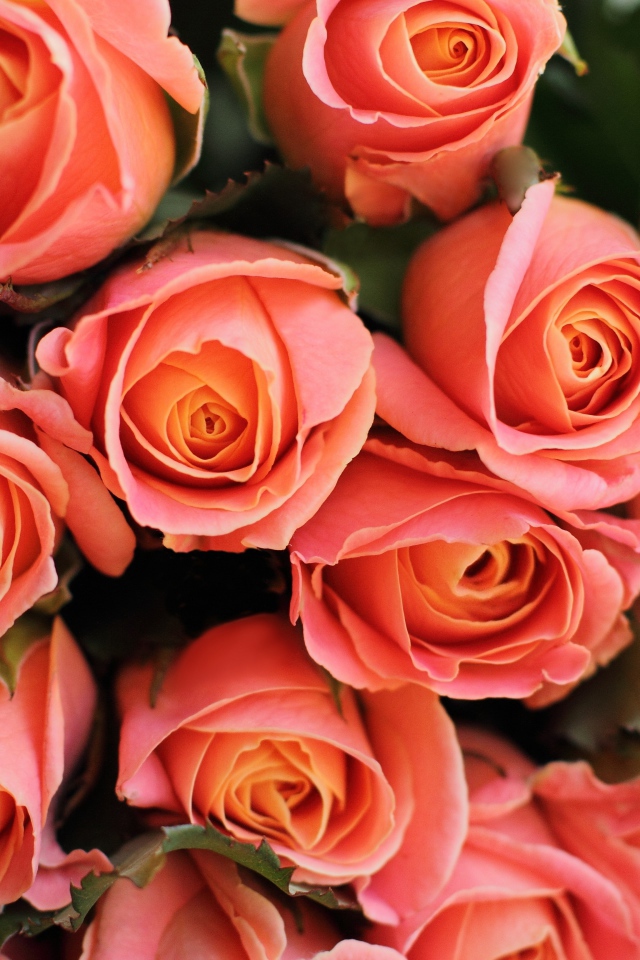 Букет красивых нежных розовых роз крупным планом