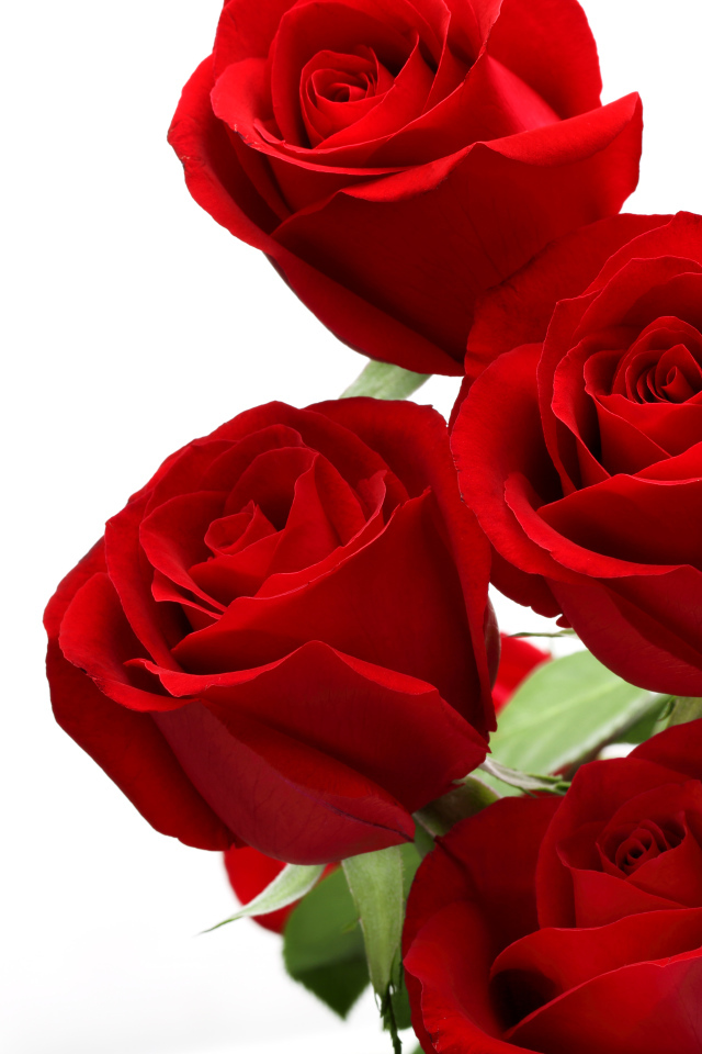 Букет красивых красных роз на белом фоне