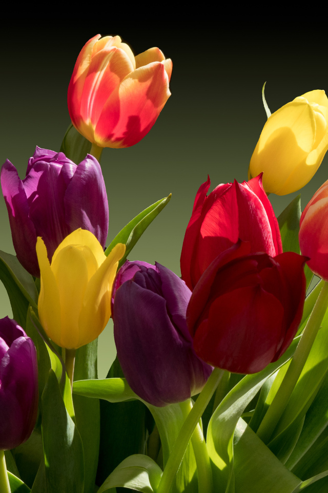 Букет разноцветных тюльпанов крупным планом