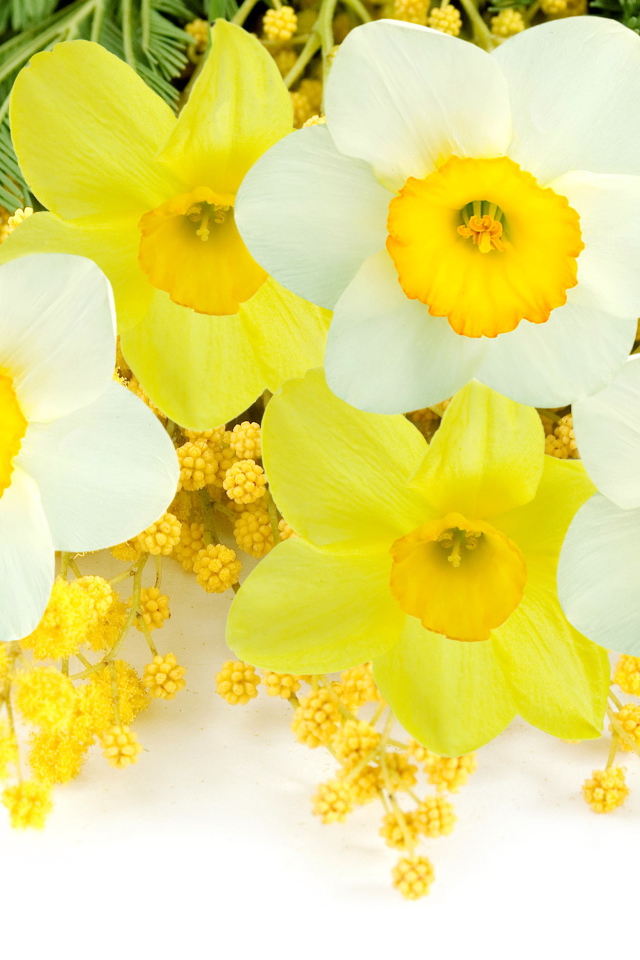 Букет нарциссов с веточками мимозы на белом фоне