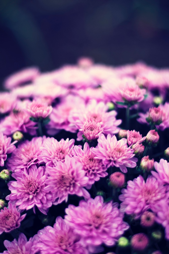 Букет нежных розовых хризантем крупным планом