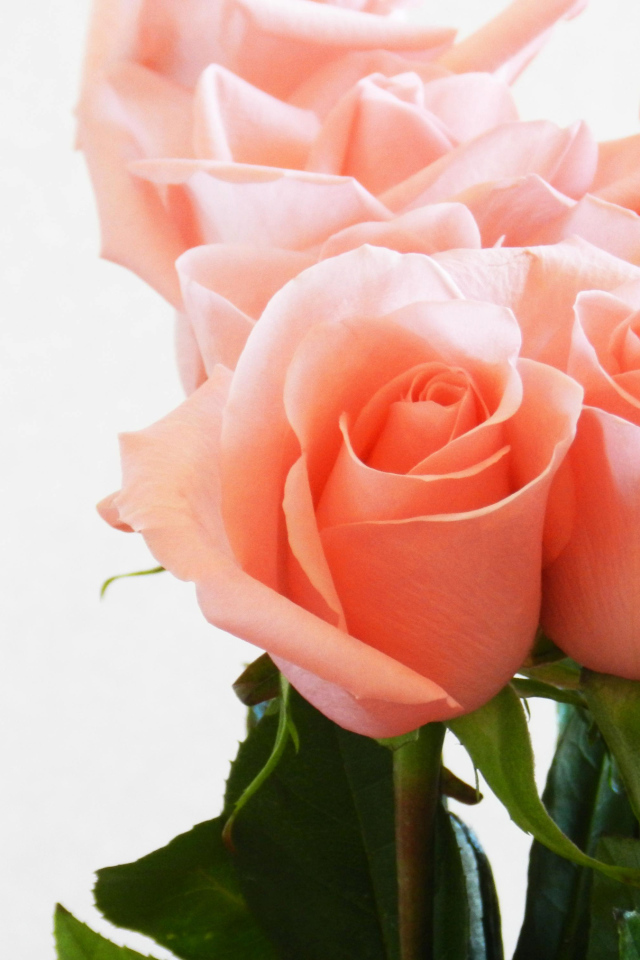 Букет нежных розовых роз крупным планом на белом фоне