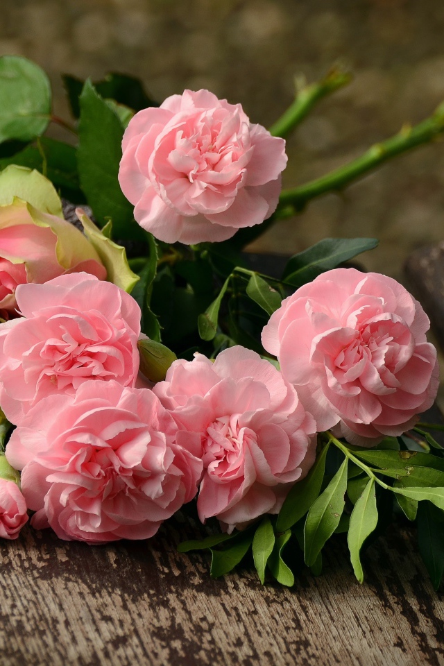 Букет свежих розовых роз на деревянной лавке