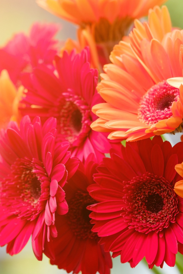 Букет разноцветной герберы крупным планом