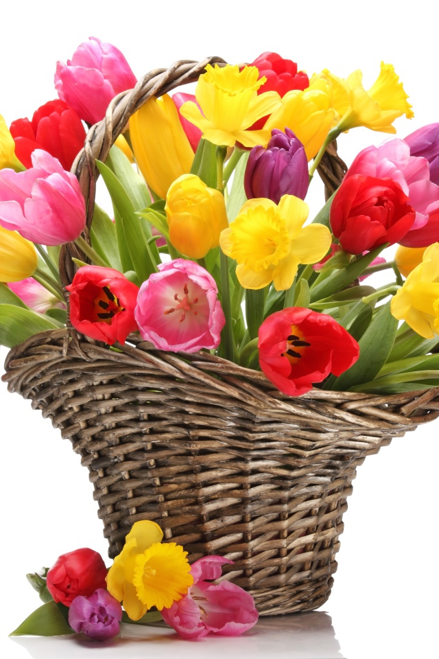 Букет разноцветных тюльпанов в плетеной корзине на белом фоне