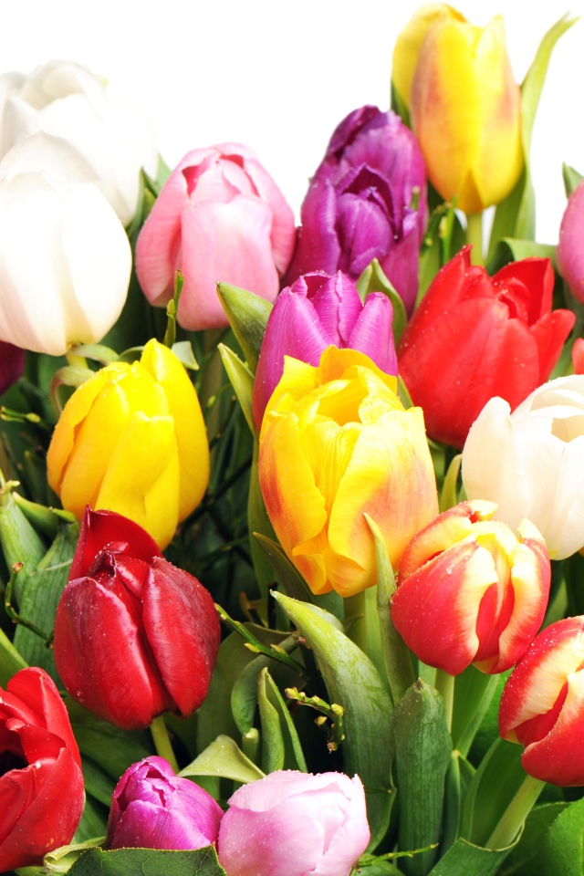 Букет разноцветных тюльпанов на белом фоне