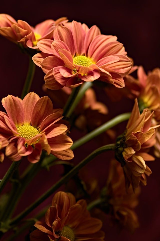 Букет оранжевых хризантем крупным планом