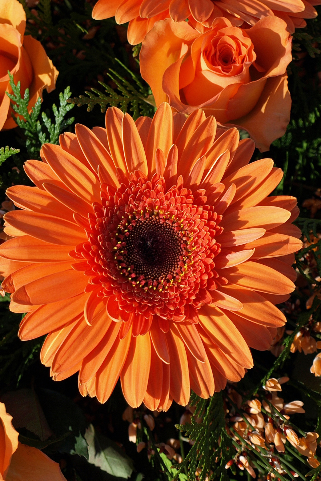 Букет оранжевых гербер с розами 