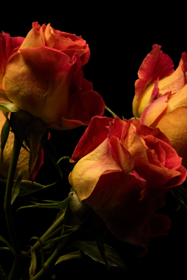 Букет оранжевых с красным роз на черном фоне